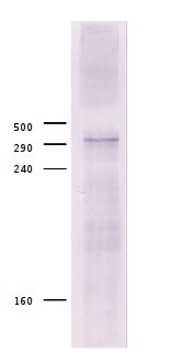 western blot using anti-Drosophila CBP antibodies